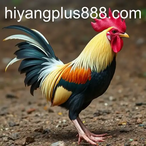 Understanding the Landscape of Online Sabong with Hiyang Plus